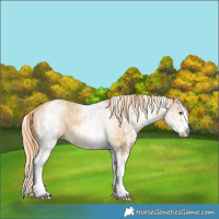Horse Color:White Spotted Red Dun Rabicano  and White Spotted Red Dun Splash Rabicano 
