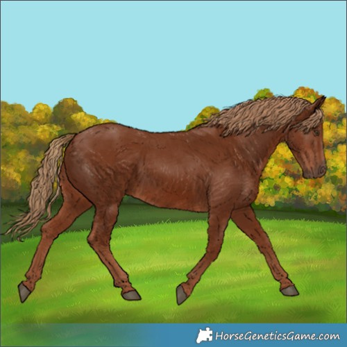 Horse Color:Chestnut 