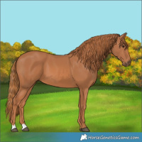 Horse Color:Chestnut 