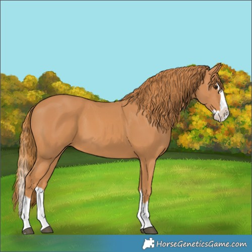 Horse Color:Chestnut Splash 