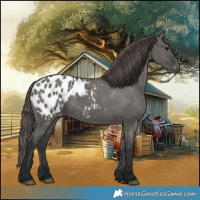 Horse Color:Grullo Appaloosa 