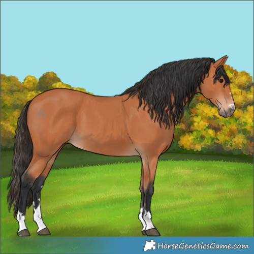 Horse Color:Bay 