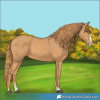 Horse Color:Chestnut Splash 