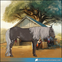 Horse Color:White Spotted Silver Black 