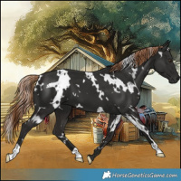 Horse Color:White Spotted Liver Chestnut 