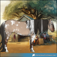 Horse Color:White Spotted Liver Red Dun 