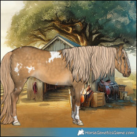 Horse Color:White Spotted Chocolate Palomino Dun Tobiano 