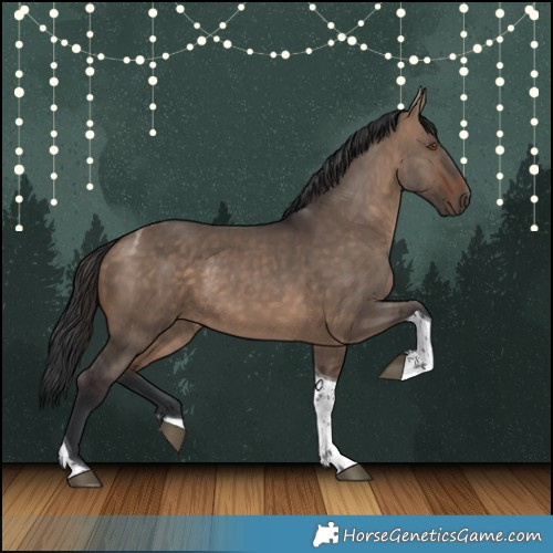Horse Color:Brown Dun Tobiano