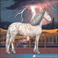 Horse Color:Silver Amber Champagne Dun Splash Appaloosa