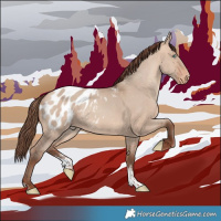 Horse Color:Amber Champagne Dun Sabino Appaloosa 