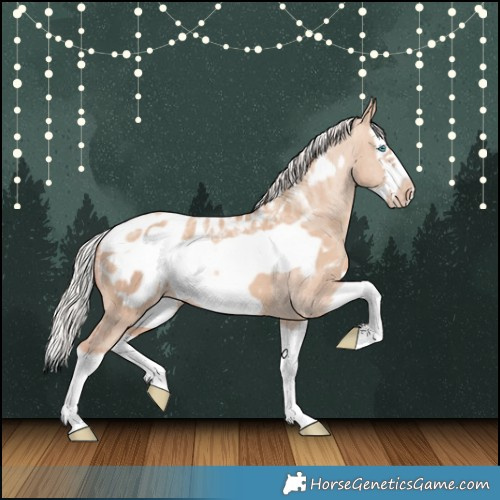 Horse Color:Powder White Silver Sable Champagne Dun Splash Frame Appaloosa 