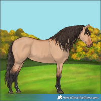 Horse Color:Bay Dun