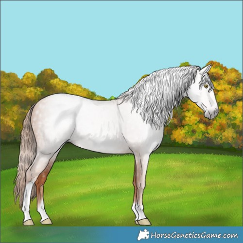 Horse Color:Gray Gold Champagne Tobiano 