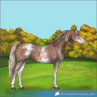Horse Color:White Spotted Chestnut Sabino 