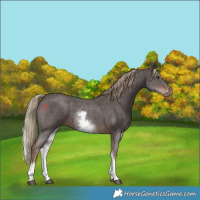 Horse Color:White Spotted Liver Chestnut Sabino 