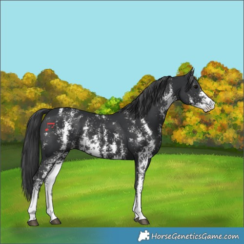 Horse Color:Black Sabino 