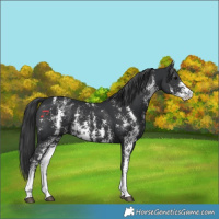 Horse Color:Black Sabino 