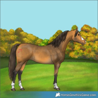 Horse Color:Buckskin 