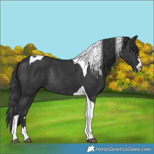 Horse Color:Black Tobiano Rabicano 