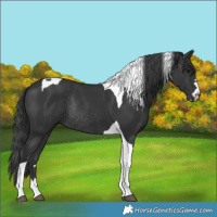 Horse Color:Black Tobiano Rabicano 