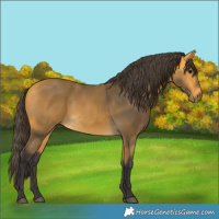 Horse Color:Buckskin 