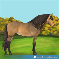 Horse Color:Buckskin