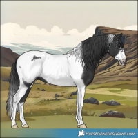 Horse Color:Black Tobiano Frame 