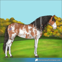 Horse Color:Bay Sabino 