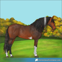 Horse Color:Bay Tobiano Rabicano 