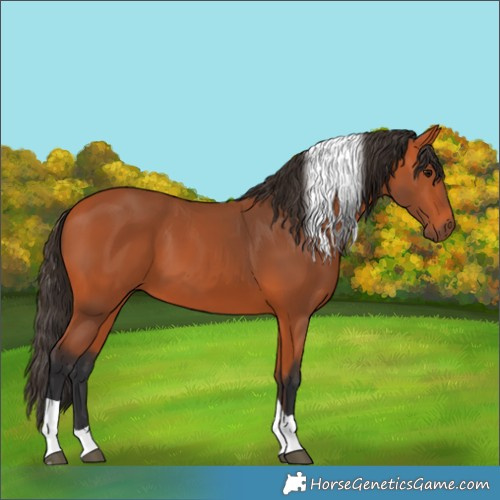 Horse Color:Bay Tobiano Rabicano 