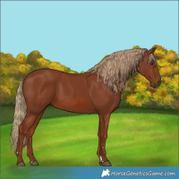 Horse Color:Chestnut 