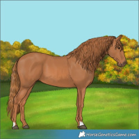 Horse Color:Chestnut 