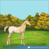 Horse Color:Palomino Dun Appaloosa  and Gray Palomino Dun Appaloosa 