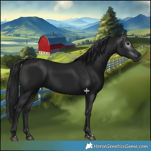 Horse Color:Gray Black 
