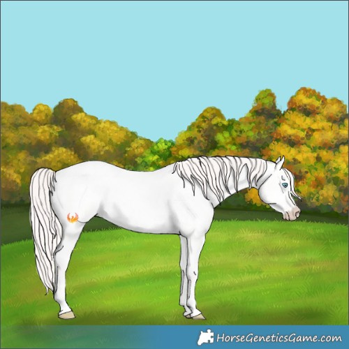 Horse Color:Perlino Roan Dun 