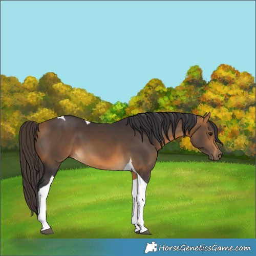 Horse Color:Buckskin Tobiano 