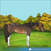 Horse Color:Buckskin Tobiano 