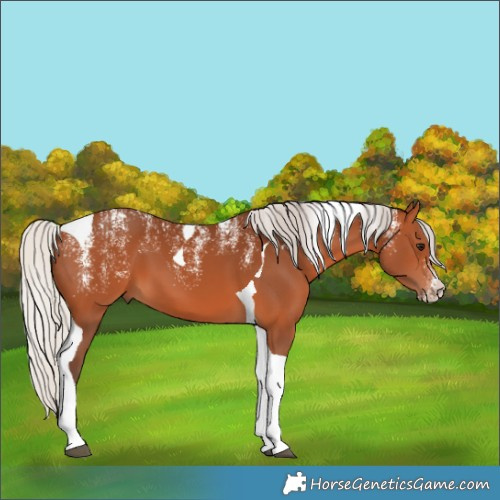 Horse Color:Powder White Silver Bay Tobiano 