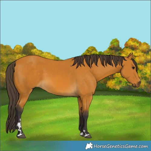 Horse Color:Buckskin 