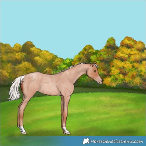Horse Color:Silver Sable Champagne Roan 