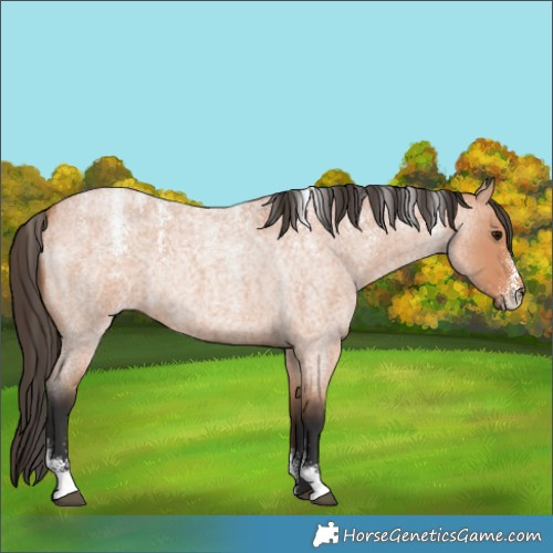 Horse Color:Powder White Bay Roan 