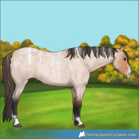 Horse Color:Powder White Bay Roan 