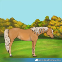 Horse Color:Palomino 