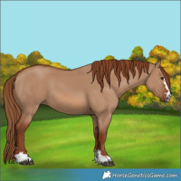 Horse Color:Red Dun 