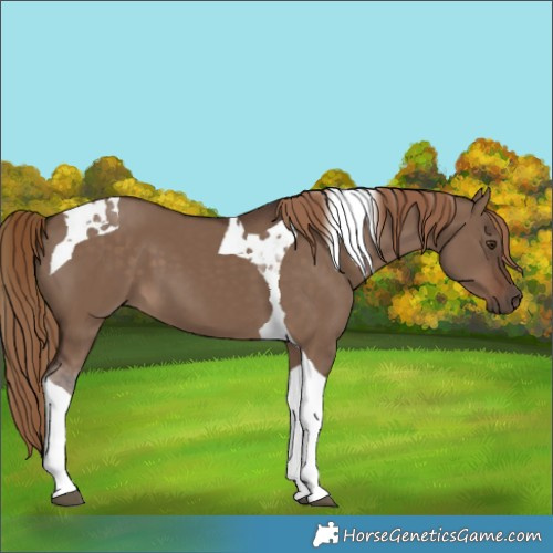 Horse Color:Liver Red Dun Tobiano