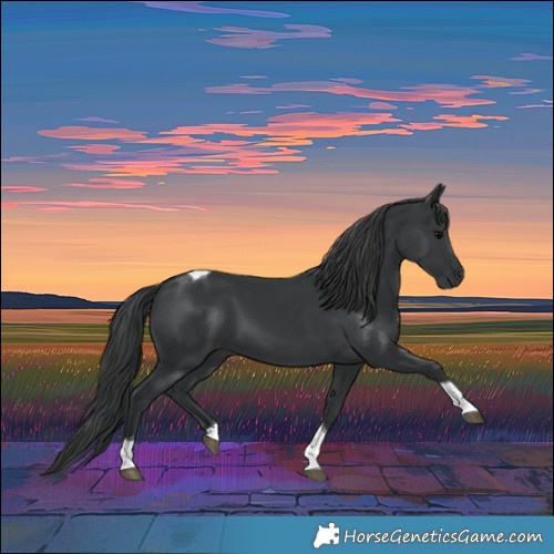 Horse Color:Black Tobiano 