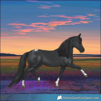 Horse Color:Black Tobiano 