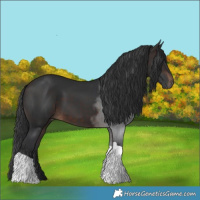 Horse Color:Brown Tobiano 
