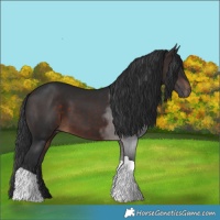 Horse Color:Brown Tobiano