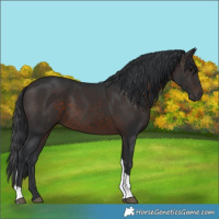 Horse Color:Brown Tobiano 